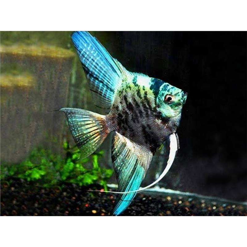 Pterophyllum scalare blue marble - imagine 4